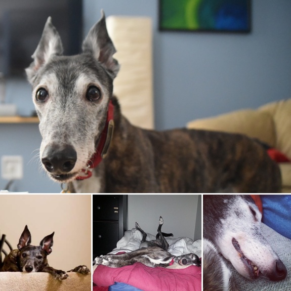 Stella greyhound memorial collage